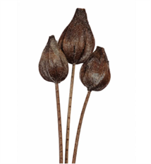 SAKIA POD FROSTED 3/PK