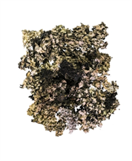 MOSS LICHEN BLACK 2 OZ