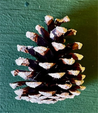 PINECONE PICK AUSTRIACA SILVER 100