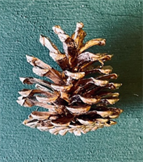 PINECONE PICK AUSTRIACA GOLD 100