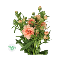 RANUNCULUS BUTTERFLY PEACH