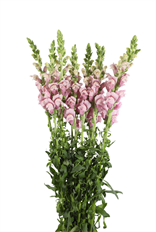 SNAPDRAGON LAVENDER