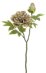 PEONY X 2 W/BUD JAPANESE WHEAT