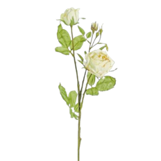 ROSE X2 EDITH 30" VANLLA