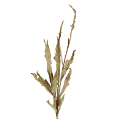 ACANTHUS DRIED BUNDLE 45" SAGE