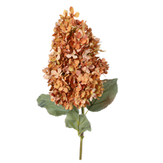 HYDRANGEA PEGEE 28" LNBROWN
