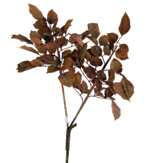 BEECH LEAF SPRAY 36" BROWN/GREEN