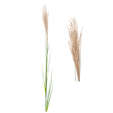 PAMPAS GRASS BRANCH 45" NATURAL