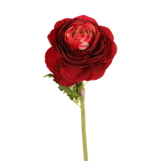 RANUNCULUS RED 22"