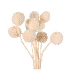 CRASPEDIA 16" WHITE 10/PK