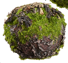 BANYAN ROOT 36" FOAM GREEN