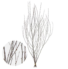 BIRCH 3.5-4.5' ICED 4-5 STEM/PK