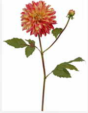 DAHLIA 19" MAUVE