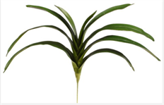 ORCHID LEAF W/ROOT 16" VANDA GREEN