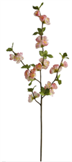 QUINCE BLOSSOM 30.5" PEACH