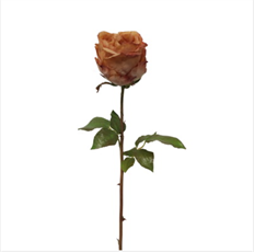 ROSE DUTCHESS 21.5" BROWN