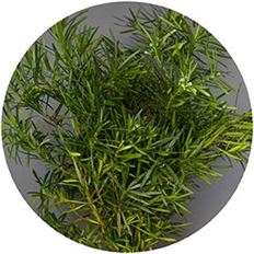 PODOCARPUS
