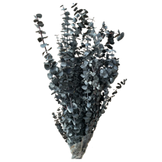 EUCALYPTUS BABY PRES BLACK 16OZ