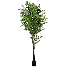 FICUS TREE POTTED 7' GREEN