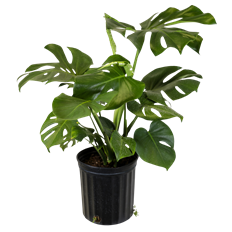 8" SPLIT LEAF PHILODENDRON