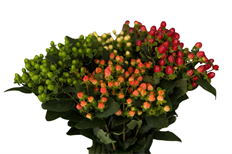 5-HYPERICUM ASSORTED COLORS