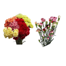 75-CARNATIONS & 3 MINI CARNATIONS
