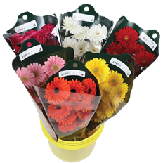 4 STOCK ASSORTED (NO WHITE)