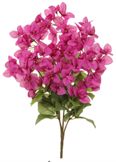 BOUGAINVILLEA BUSH X 7 24"  PINK