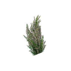 3-CALYCINA WHITE