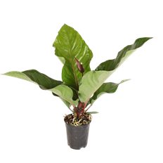 6" ANTHURIUM HOOKERII