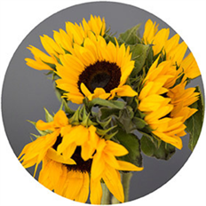 SUNFLOWER 5-STEM SO AMERICAN