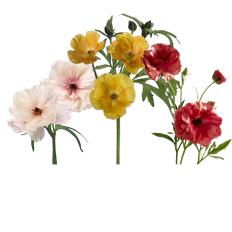 RANUNCULUS BUTTERFLY ASSORTED