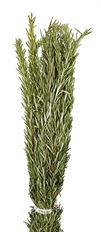 ROSEMARY FOLIAGE