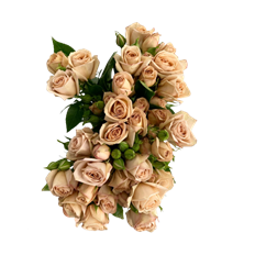 ROSES SPRAY S.A. EARTH TONE