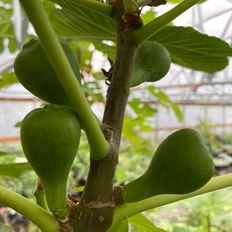 FIG BRANCH