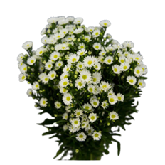 MONTE CASINO PREMIUM WHITE