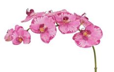 ORCHID PHALAENOPSIS 36" BUR/FUCHSIA