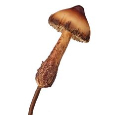MUSHROOM DEEP FOREST 11" BROWN