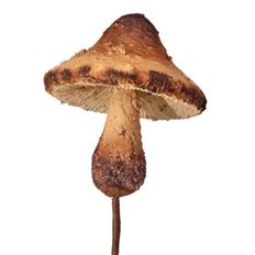 MUSHROOM FOREST PICK 12" BROWN