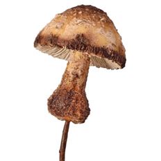 MUSHROOM WOODLAND 12" BROWN