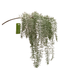 ASPARAGUS SPRAY W/SNOW