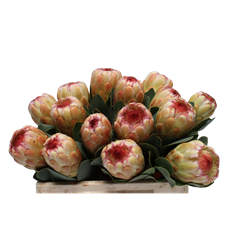 PROTEA GRANDICOLOR