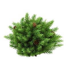 SPRUCE PINE W/ CONES 8.5X10"