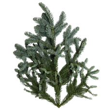 NOBLE FIR BOUGHS- 25# CS