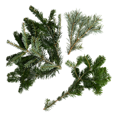 SILVER FIR TIPS- 25 # CS