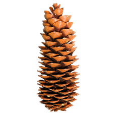 SUGAR PINECONES 9"-14" 30/CS