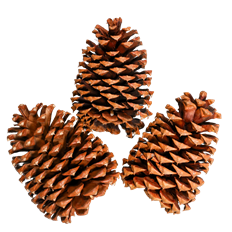 JEFFERY PINECONE 50/CASE