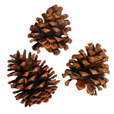 PONDEROSA PINECONES 150/CS