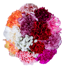 DOZEN NOVELTY CARN BQT