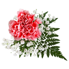 SINGLE NOVELTY CARN BQT